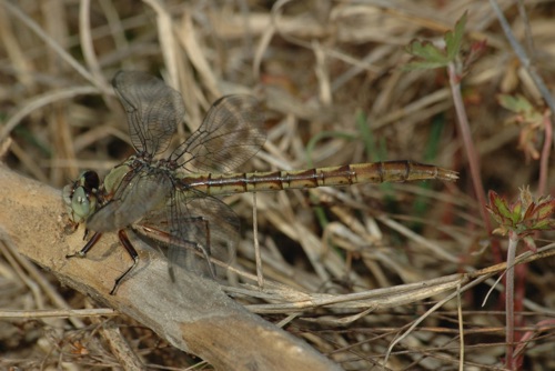 Female
1 Apr 2006  Early
